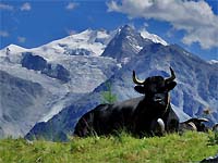 rando autour du Mont-Blanc  Chamonix