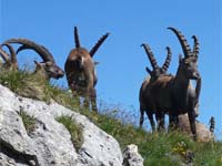 tour des Aiguilles Rouges